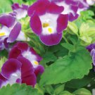 Torenia Seeds Kauai Magenta 15 Pelleted Seed