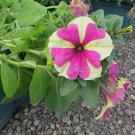 Petunia Sophistica Lime Bicolor Petunia Seeds 15 Pelleted Flower Seeds