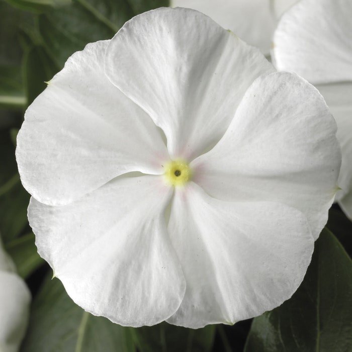 Vinca Seeds Vinca Sunstorm White 100 Seeds Catharanthus Roseus