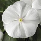 Vinca Seeds Vinca Sunstorm White 100 Seeds Catharanthus Roseus
