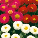Bellis Seeds Bellis Galaxy Mix 50 Seeds Pelleted Flower Seeds Perennial Seeds