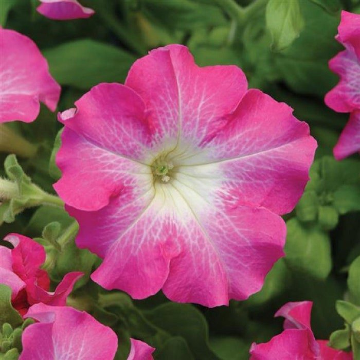 Petunia Seeds Petunia Dreams Rose Morn 250 Pelleted Seeds