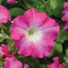 Petunia Seeds Petunia Dreams Rose Morn 250 Pelleted Seeds