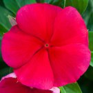Vinca Seeds Vinca Blockbuster Dark Red 100 Seeds Variety Catharanthus Roseus