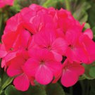 Geranium Maverick Rose Geranium Seeds 15 Seeds
