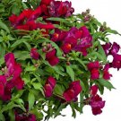 Trailing Snapdragon Candy Showers Purple 15 Multi Pelleted Seeds