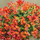 Trailing Snapdragon Candy Showers Orange 15 Multi Pelleted Seeds