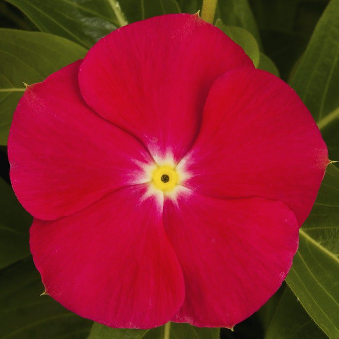 Vinca Seeds Vinca Sunstorm Bright Red 100 Seeds Catharanthus Roseus