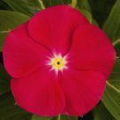 Vinca Seeds Vinca Sunstorm Bright Red 100 Seeds Catharanthus Roseus