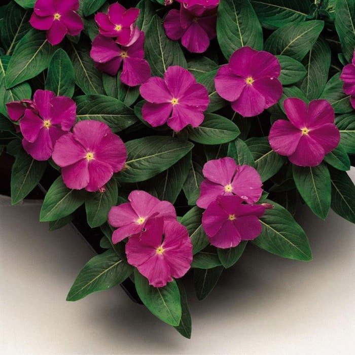 Vinca Seeds Vinca Sunstorm Deep Orchid 100 Seeds Catharanthus Roseus