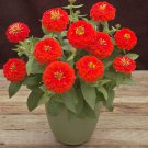 Zinnia Seeds Zinnia Preciosa Scarlet 25 Seeds Seeds