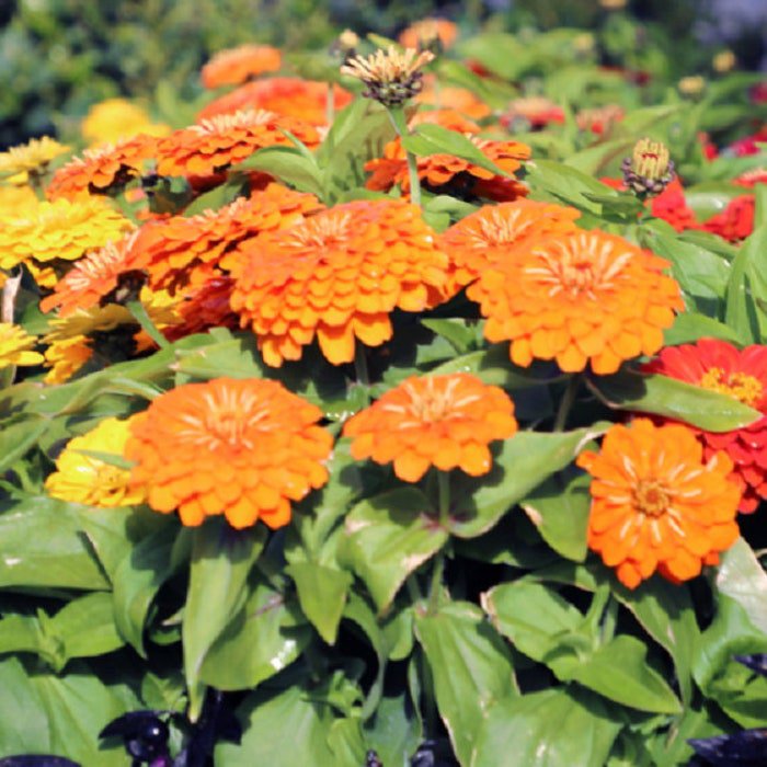 Zinnia Seeds Zinnia Preciosa Orange 25 Seeds Seeds