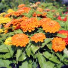 Zinnia Seeds Zinnia Preciosa Orange 25 Seeds Seeds