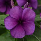 Vinca Seeds Tattoo Blueberry 25 Seeds Flower Seeds Variety