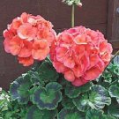 Maverick Coral Geranium Seeds 15 Seeds