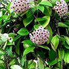 Green Hoya Carnosa Live Plant Wax Flowers Porcelain Flower 5 Inch In 4 Inch Nursery Pot