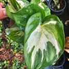 Manjula Pothos Live Plant Variegated Epipremnum Aureum In 4” Pot