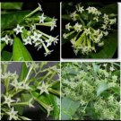 Night Blooming Jasmine Live Plants 10 Inch Tall 2 Well Rooted Plants