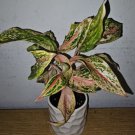 Aglaonema Sparkling Sarah Live Plant 10 To 12 Inch Tall In 4 Inch Pot Chinese Evergreen