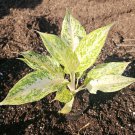Aglaonema White Snow Dream Live Plant 10 Inches Tall In 4 Inches Pot