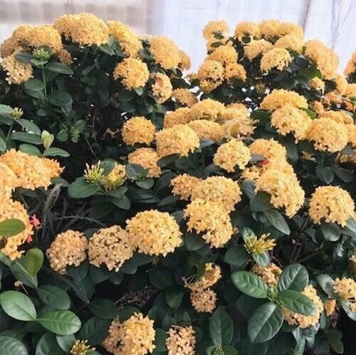 Yellow Maui Ixora Tropical Starter Live Plant 7 Inches Tall 2 Plugs