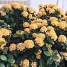Yellow Maui Ixora Tropical Starter Live Plant 7 Inches Tall 2 Plugs