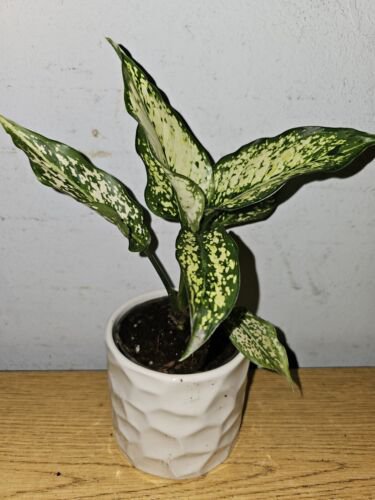 Aglaonema First Diamond Live Plantosaka Houseplant In 4 Inch Nursery Pot