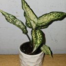 Aglaonema First Diamond Live Plantosaka Houseplant In 4 Inch Nursery Pot