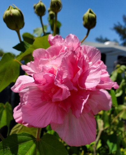 Hibiscus Mutabilis Live Plant 7 Inch Tall Cotton Pink Rosemallow Confederate Rose