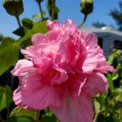 Hibiscus Mutabilis Live Plant 7 Inch Tall Cotton Pink Rosemallow Confederate Rose