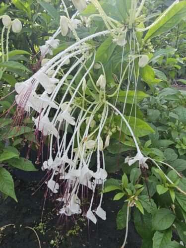 Musical Notes Tropical Live Plant In 4 Inch Pot Clerodendrum Incisum White Flowers