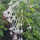 Musical Notes Tropical Live Plant In 4 Inch Pot Clerodendrum Incisum White Flowers