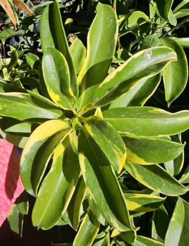 Variegated Fagraea Ceilanicaperfume Flower Tree African Jasmine Live Plant