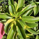 Variegated Fagraea Ceilanicaperfume Flower Tree African Jasmine Live Plant
