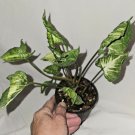 Rare Syngonium Godzilla Live Plant In 4” Pot Easy Houseplant