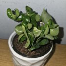 Hoya Hindu Rope Live Plant In 4 Inches Nursery Pot Wax Flower Plant