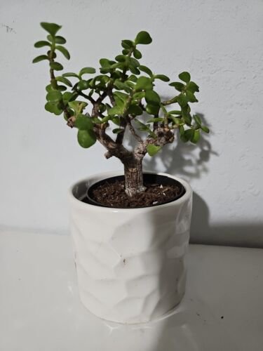 Portulacaria Afra Variegata Elephant Bush Starter Bonsai Live Plant In 4 Inch Pot