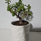 Portulacaria Afra Variegata Elephant Bush Starter Bonsai Live Plant In 4 Inch Pot