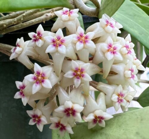 Rare Hoya Bulusan Live Starter Plant In 4 Inches Pot