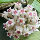 Rare Hoya Bulusan Live Starter Plant In 4 Inches Pot