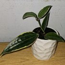 Hoya Macrophylla Variegated Live Plant 7 To 10 Inches Tall In 4 Inch Pot Variegated