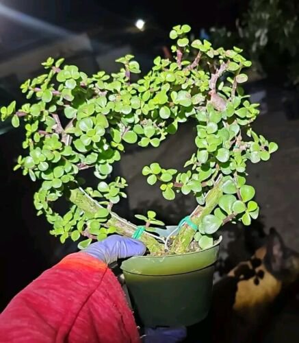 Portulacaria Afra Heart Shapejade Elephant Bush Live Plant In 4 Inch Nursery Pot