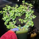 Portulacaria Afra Heart Shapejade Elephant Bush Live Plant In 4 Inch Nursery Pot