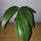 Dragon Tail Live Plant In 4 Inch Pot Rhaphidophora Decursivaclimbing Flowering