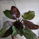 Rare Philodendron Autumn Live Plant 15 To 18 Inch Tall In 8 Inch Pot Philodendron