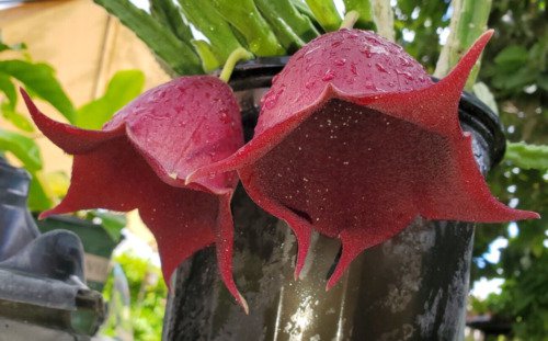 Stapelia Leendertziae Marroon Cup Starfish Live Plant 4 Inch Pot Black Bell
