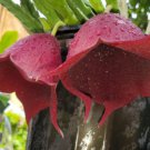 Stapelia Leendertziae Marroon Cup Starfish Live Plant 4 Inch Pot Black Bell