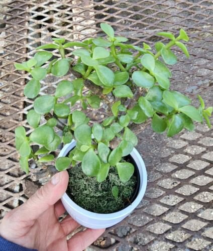 Portulacaria Afrajade Elephant Bush Starter Bonsai Live Plant In 4 Inch Nursery Pot