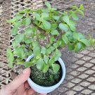 Portulacaria Afrajade Elephant Bush Starter Bonsai Live Plant In 4 Inch Nursery Pot
