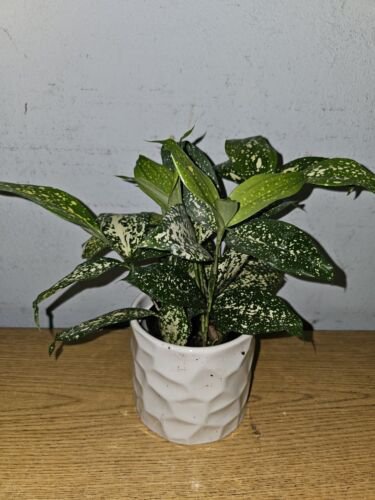 Dracaena Florida Beauty Goldust Live Plant In A 4 Inches Pot Japanese Bamboo